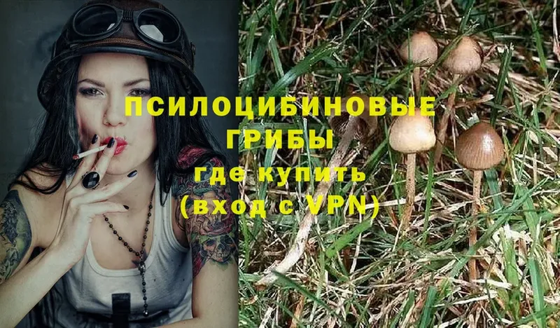 Псилоцибиновые грибы MAGIC MUSHROOMS  наркота  mega   Верхняя Пышма 